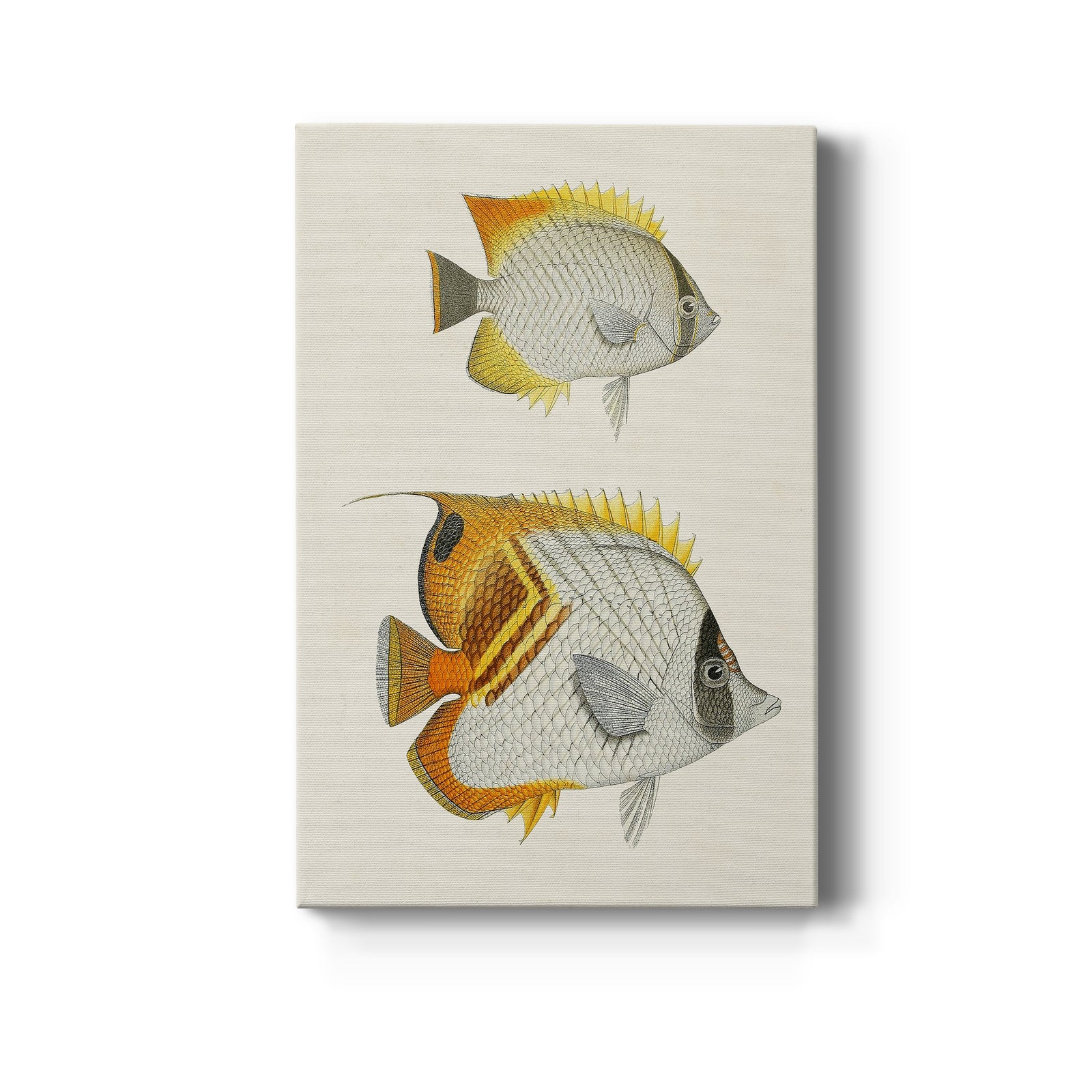 Yellow & Grey Fish I - Canvas Art Print