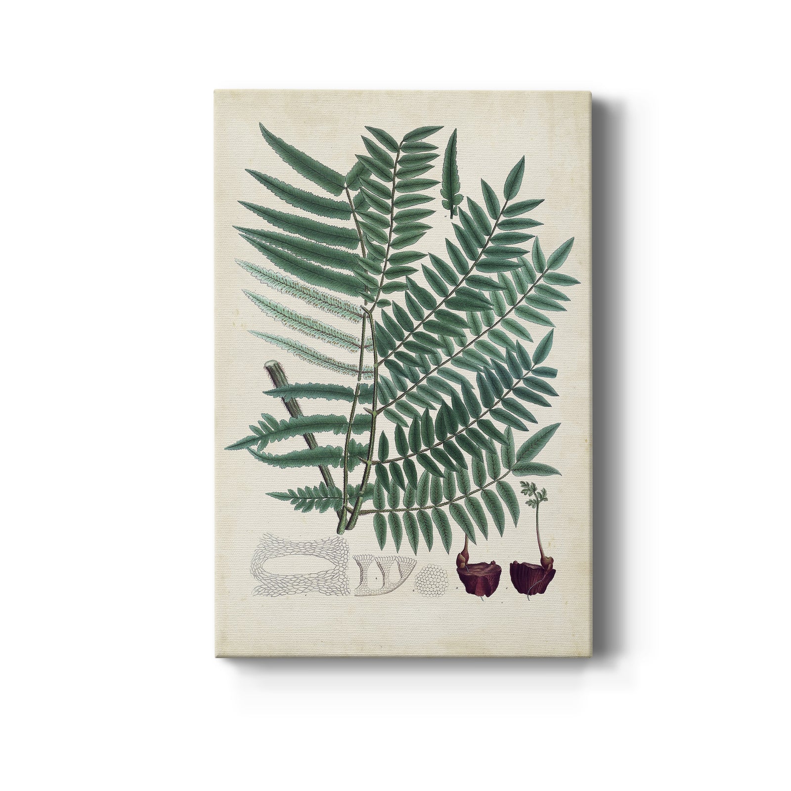 Collected Ferns VIII - Canvas Art Print