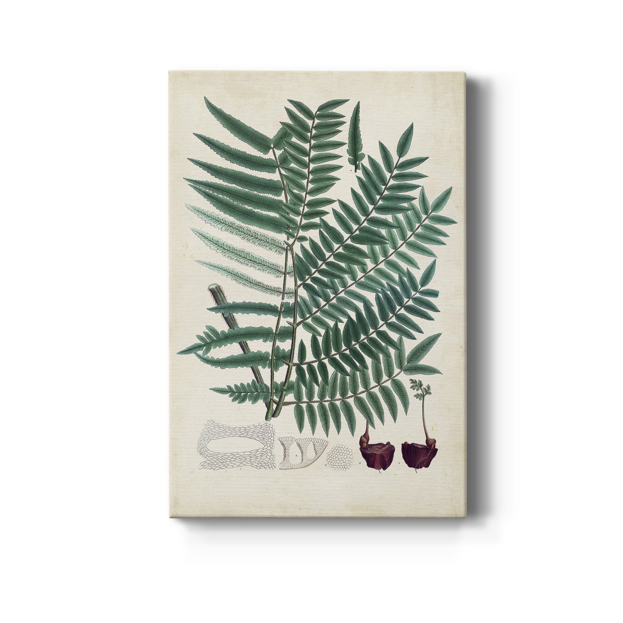 Collected Ferns VIII Premium Gallery Wrapped Canvas - Ready to Hang