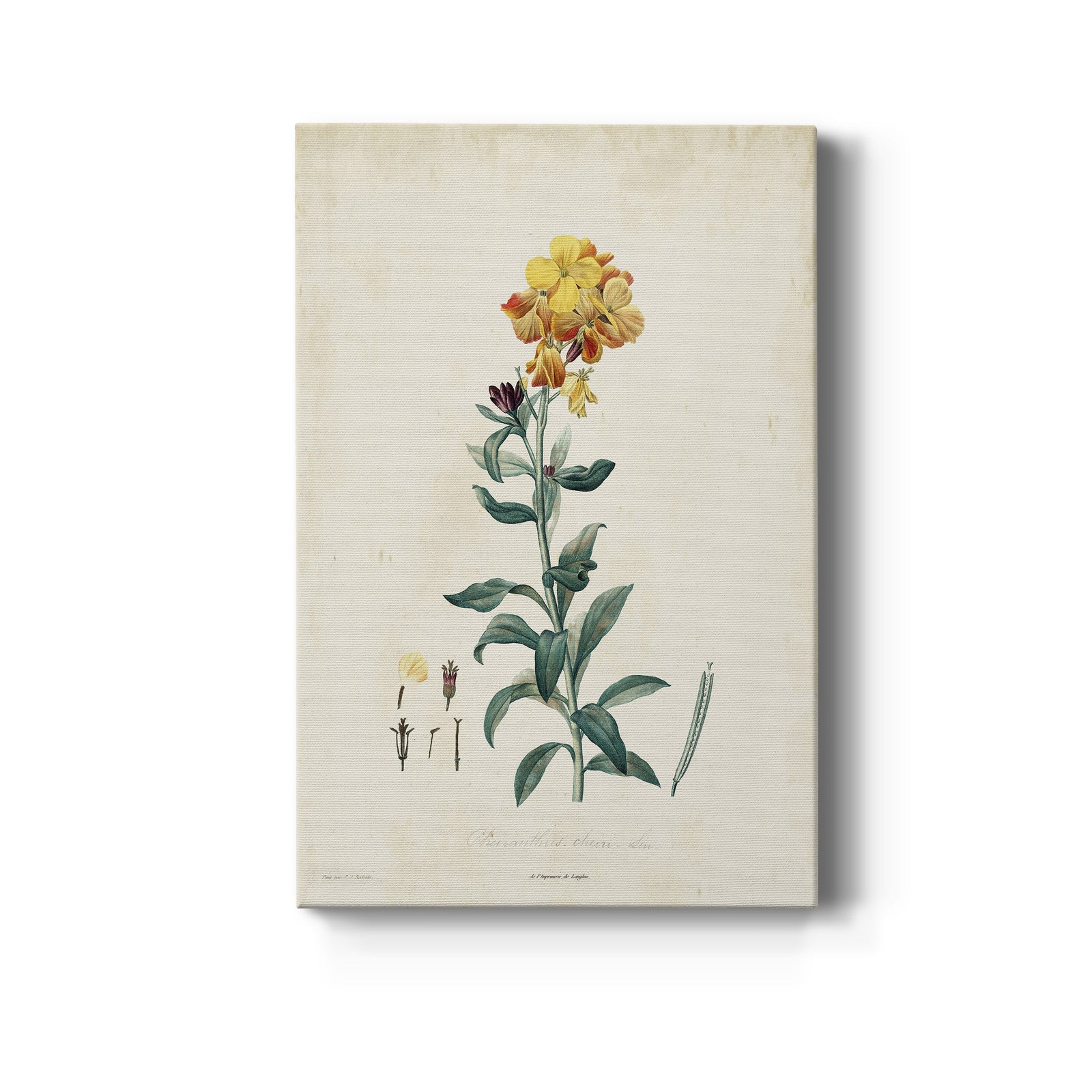 Traditional Botanical III - Canvas Art Print