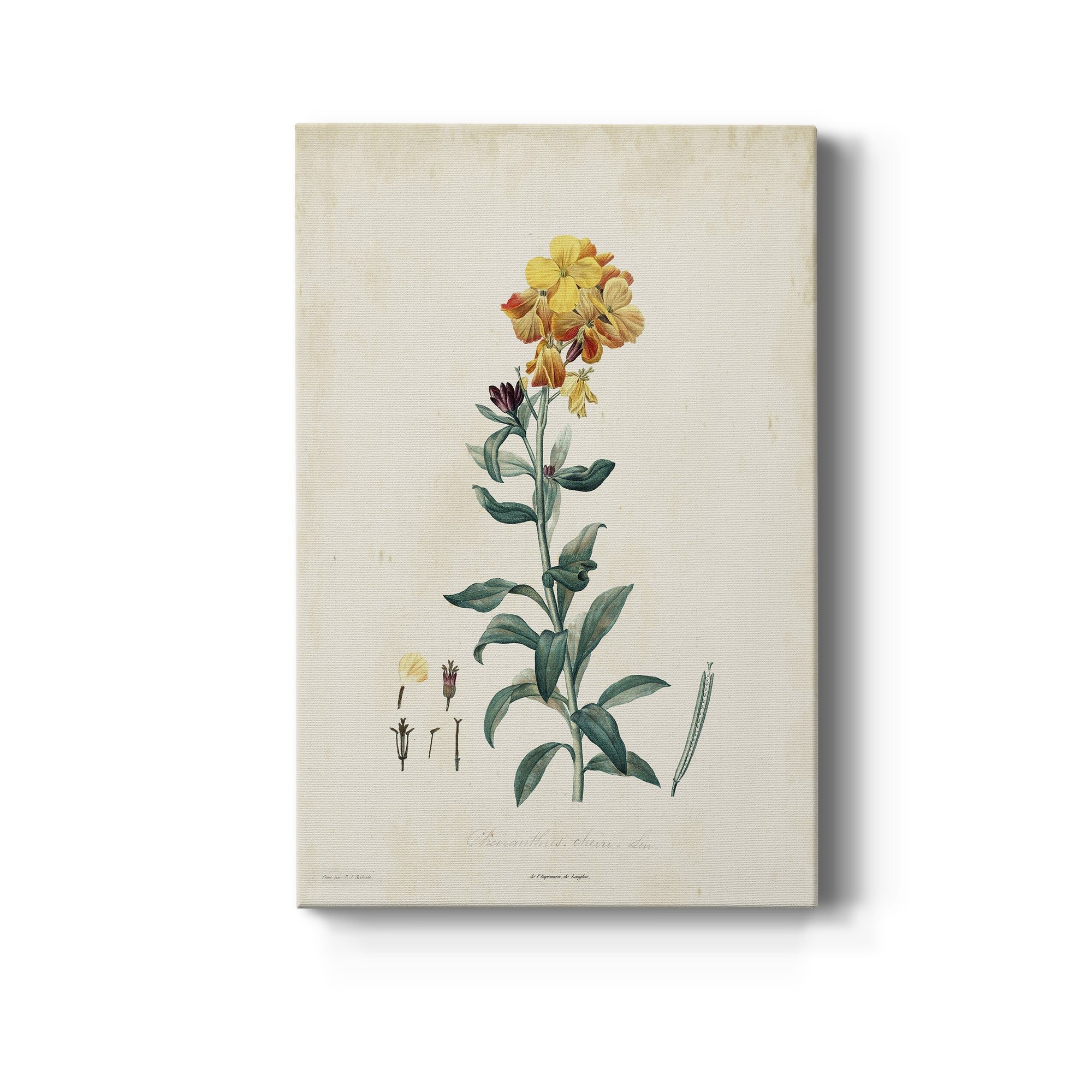 Traditional Botanical III Premium Gallery Wrapped Canvas - Ready to Hang