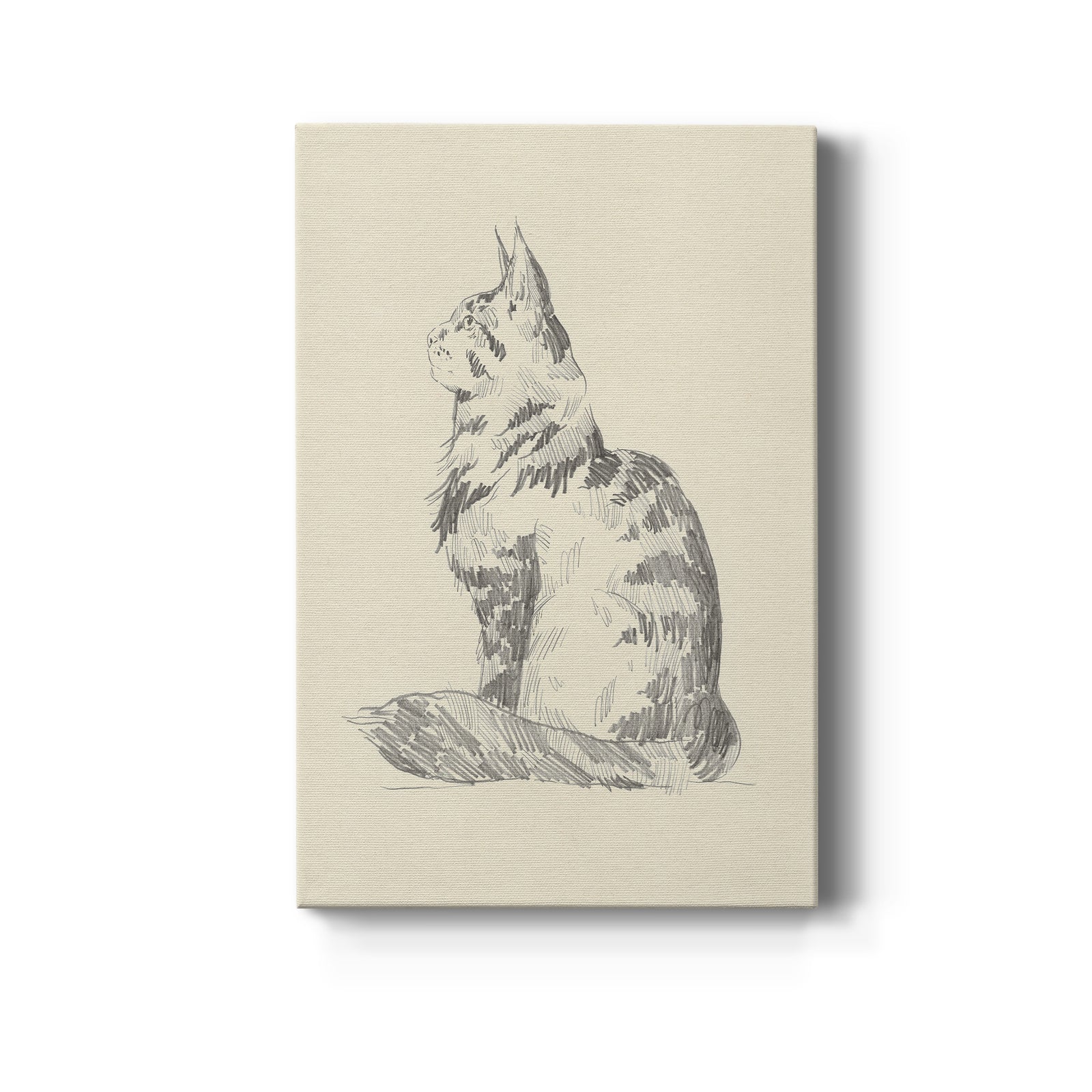 House Cat II - Canvas Art Print