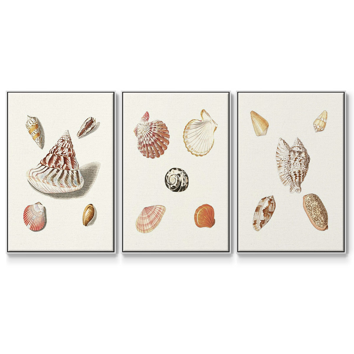 Pastel Knorr Shells VI - Framed Premium Gallery Wrapped Canvas L Frame 3 Piece Set - Ready to Hang