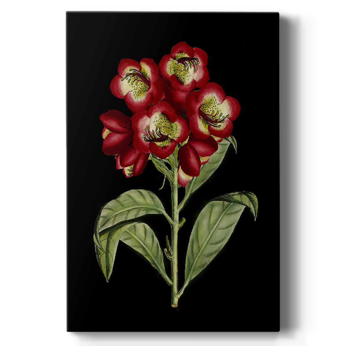 Crimson Flowers on Black (A) III Premium Gallery Wrapped Canvas - Ready to Hang