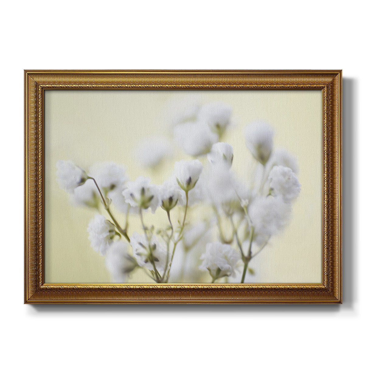 Baby's Breath Study IV - Ornate Framed Canvas Print