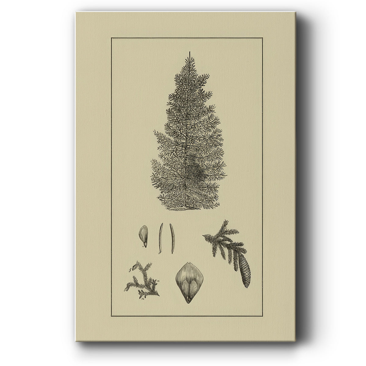 Arbor Study I - Canvas Art Print