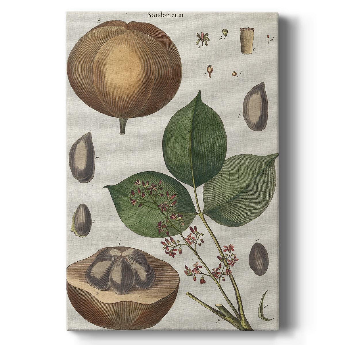 Exotic Botanique III Premium Gallery Wrapped Canvas - Ready to Hang