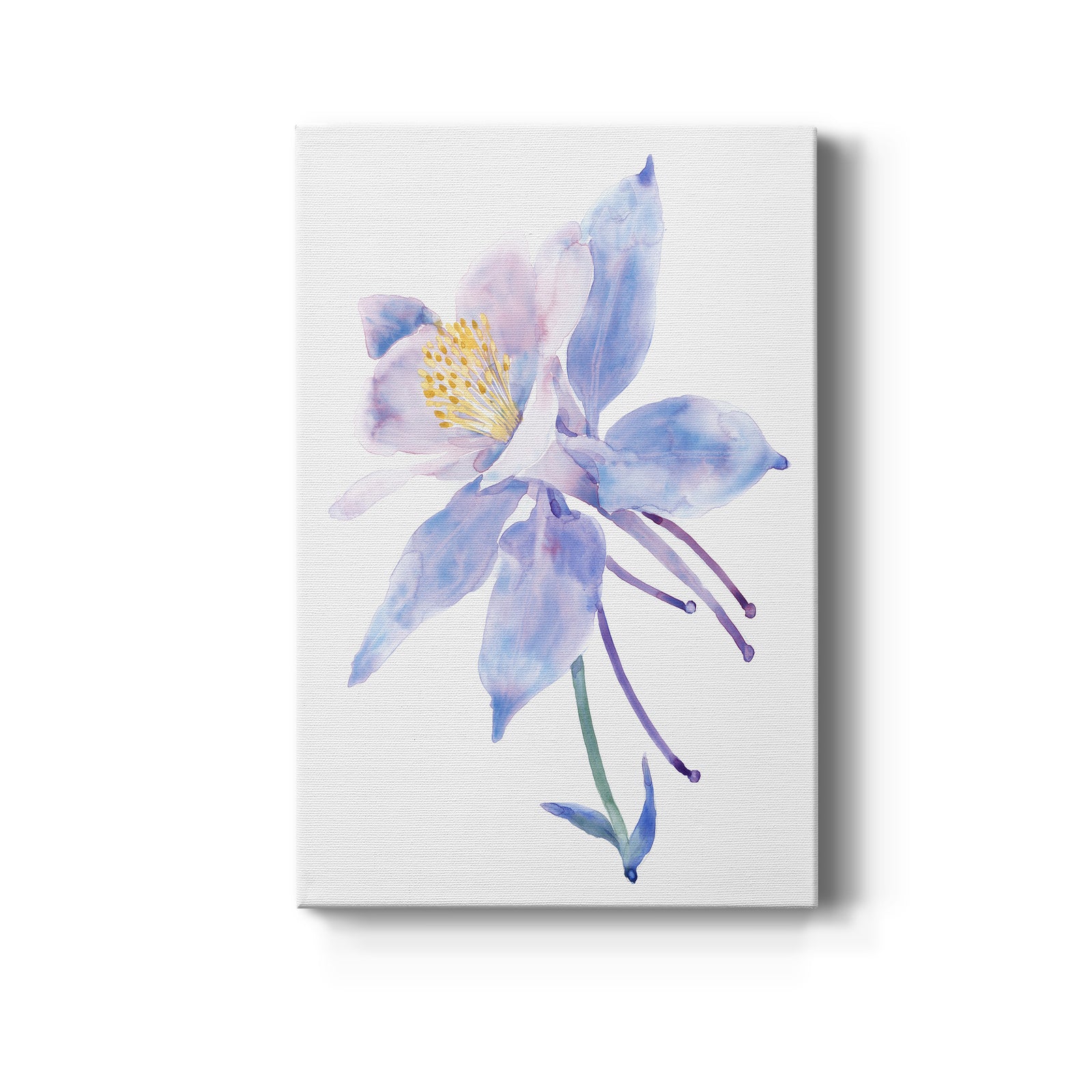 Columbine Bloom II - Canvas Art Print