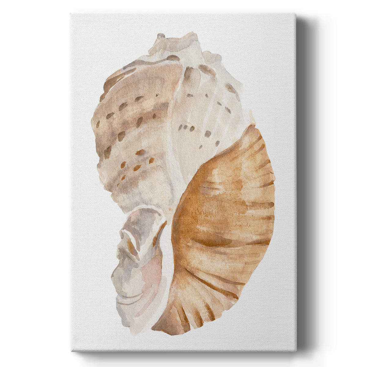 Seashell I - Canvas Art Print