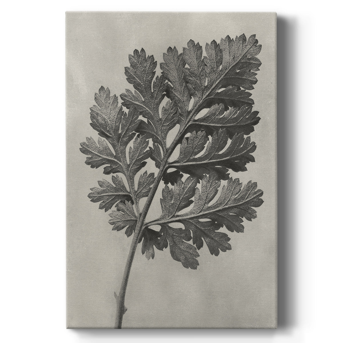 Blossfeldt Botanical III - Canvas Art Print