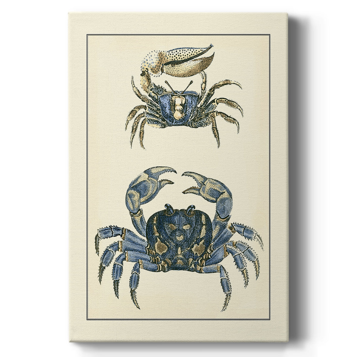 Antique Blue Crabs II - Canvas Art Print