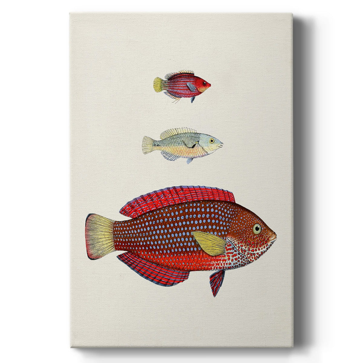 Colorful Tropical Fish II - Canvas Art Print