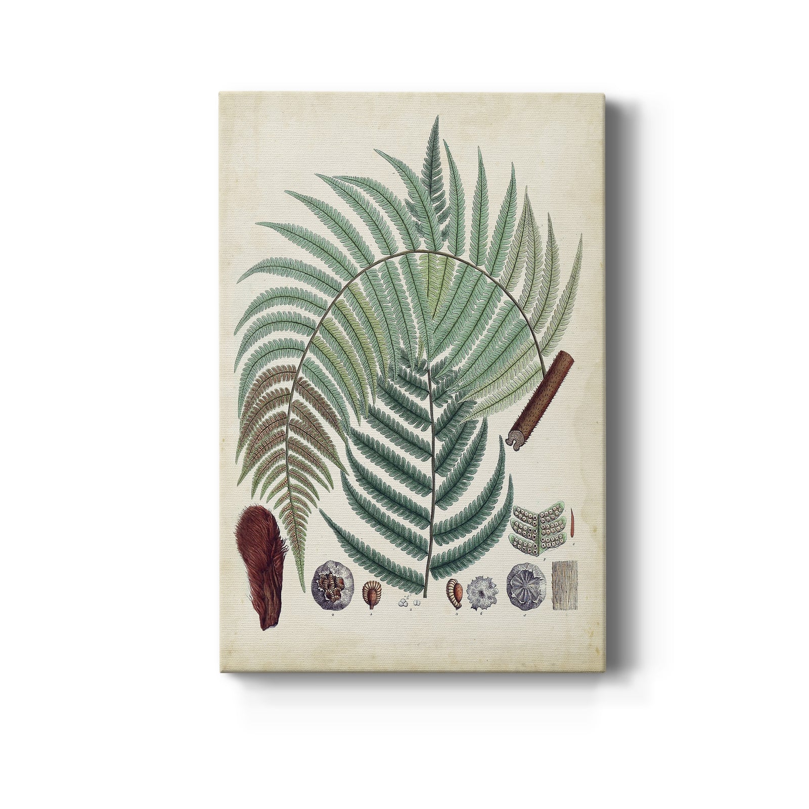 Collected Ferns I - Canvas Art Print