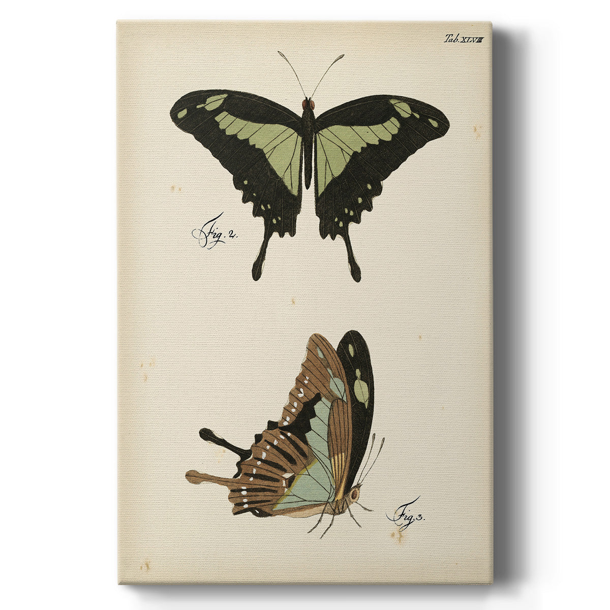 Butterfly Profile III - Canvas Art Print