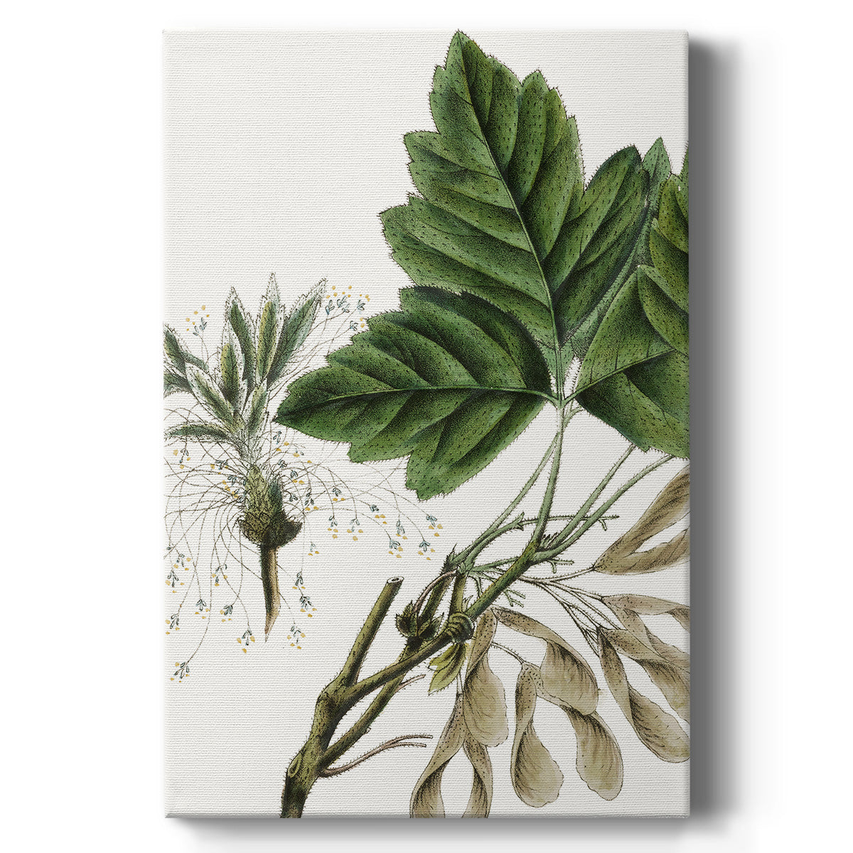 California Box Elder - Canvas Art Print