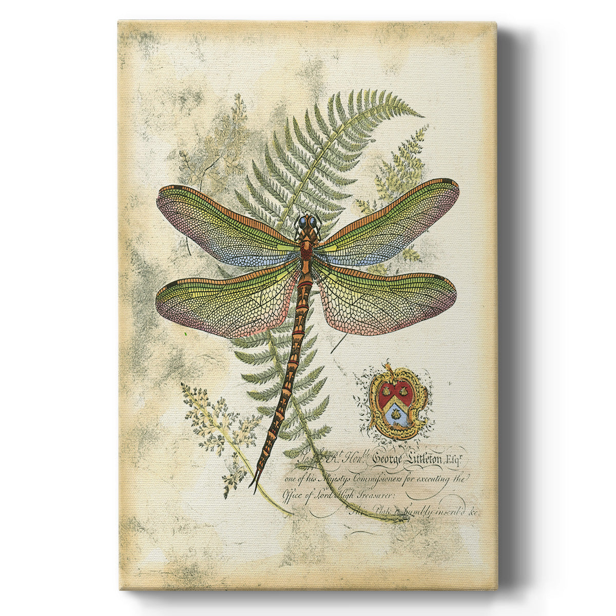 Regal Dragonfly I (PP)  - Canvas Art Print
