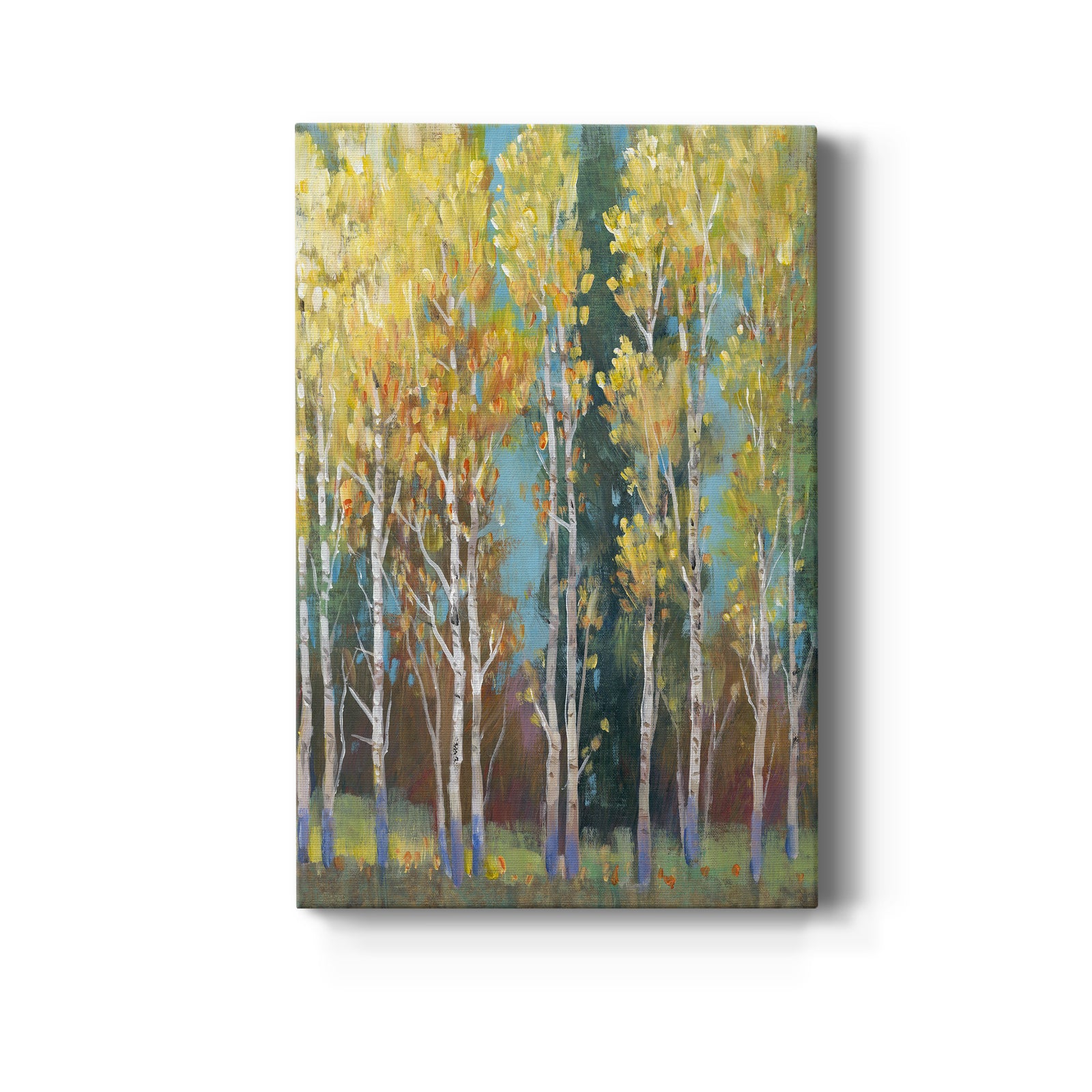 Aspen Grove I - Canvas Art Print