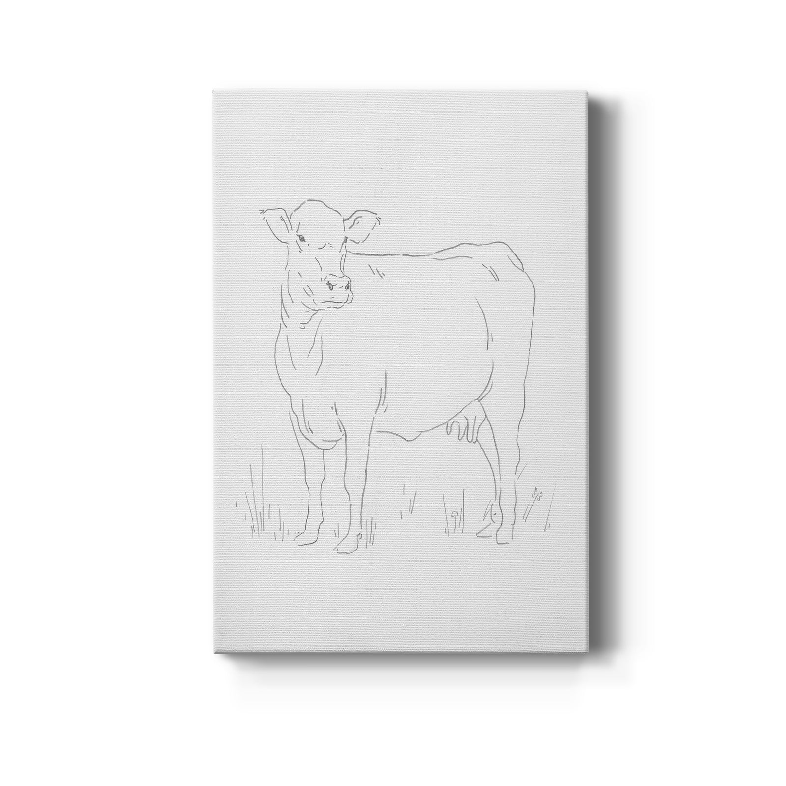 Limousin Cattle II  - Canvas Art Print