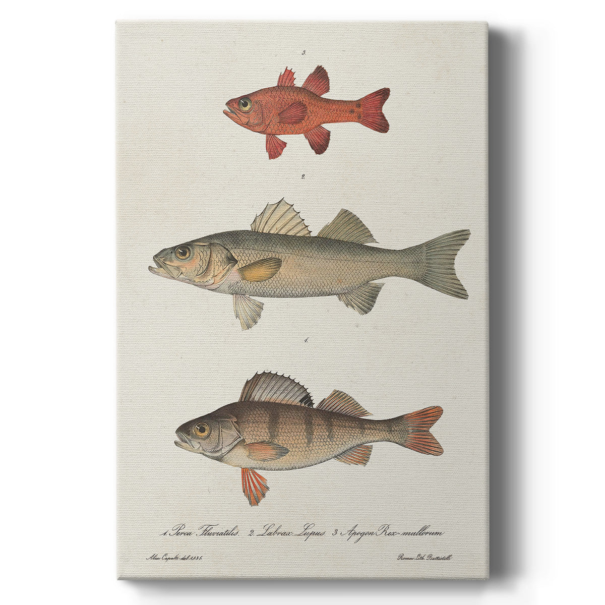 Species of Antique Fish II - Canvas Art Print