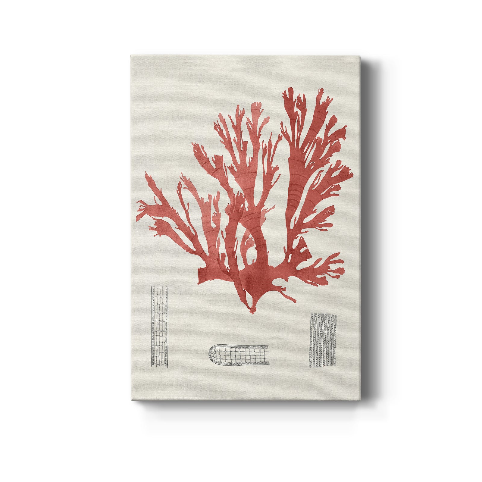 Vintage Coral Study IV - Canvas Art Print