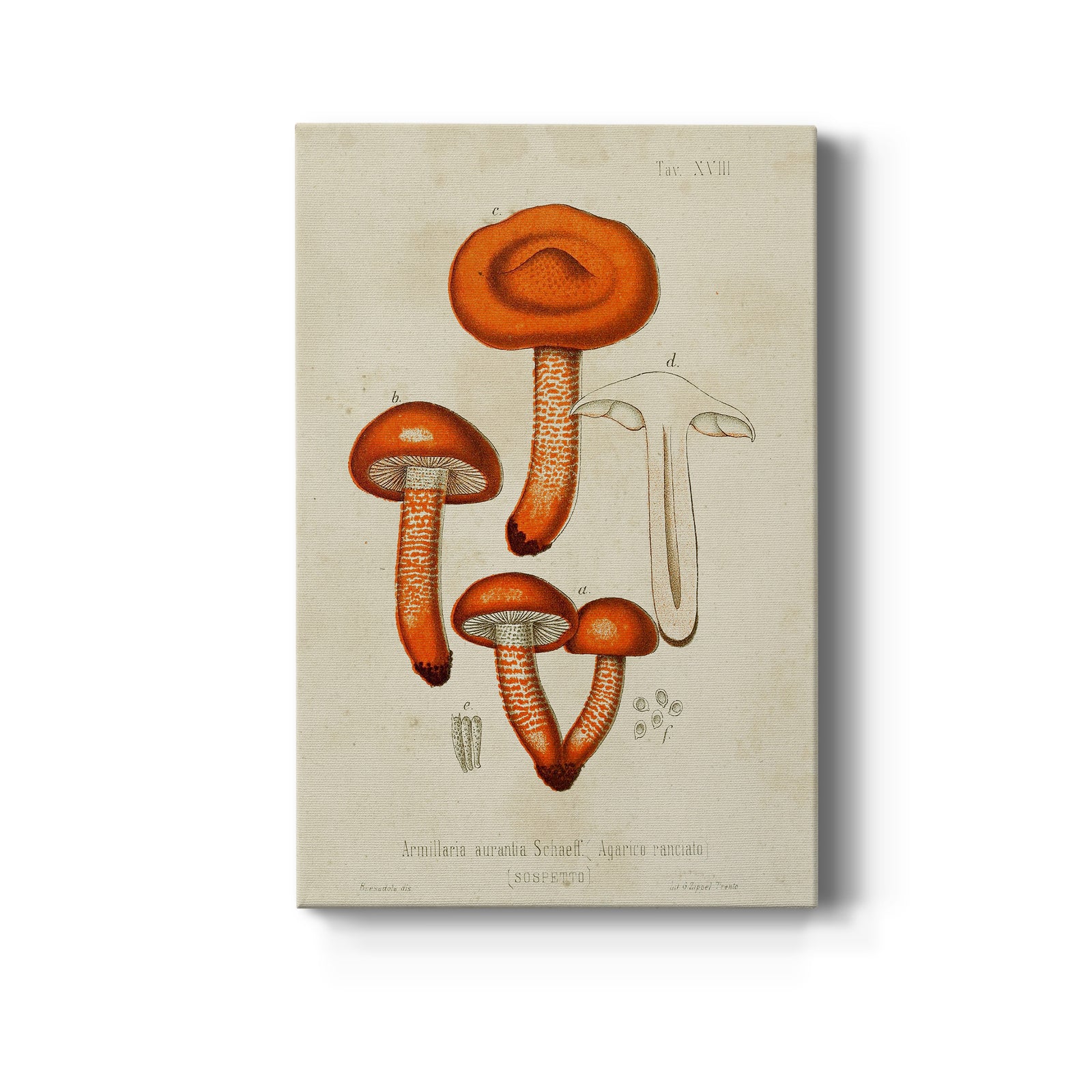 Mushroom Varieties IV - Canvas Art Print