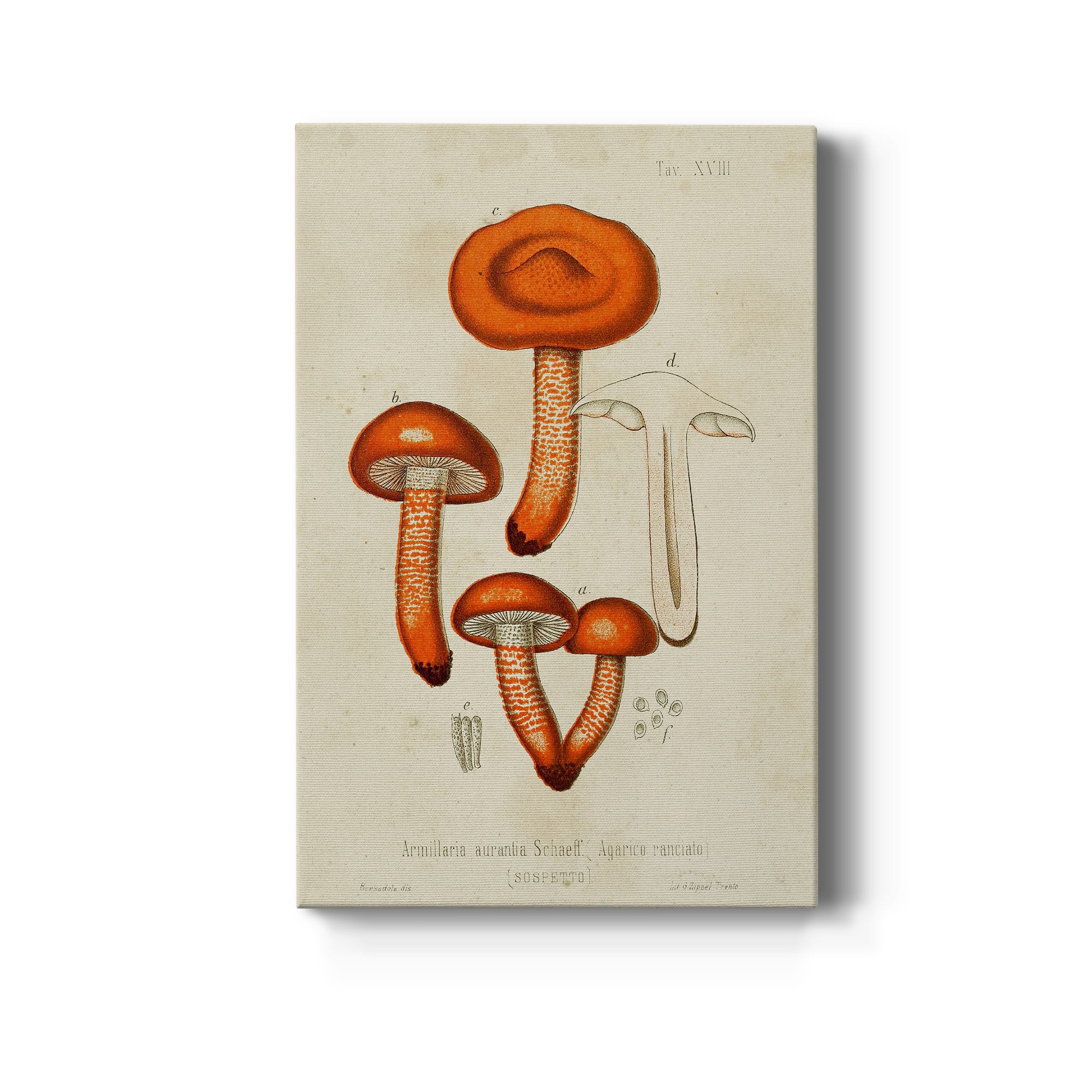 Mushroom Varieties IV Premium Gallery Wrapped Canvas - Ready to Hang