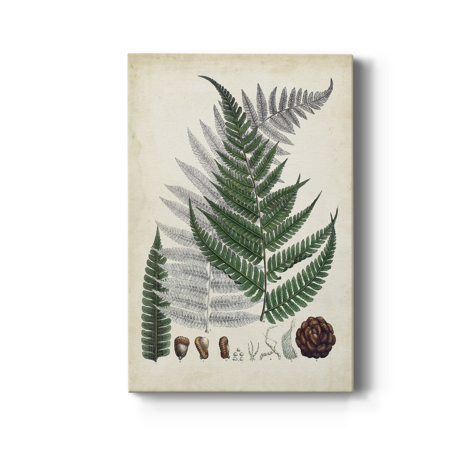 Collected Ferns II - Canvas Art Print