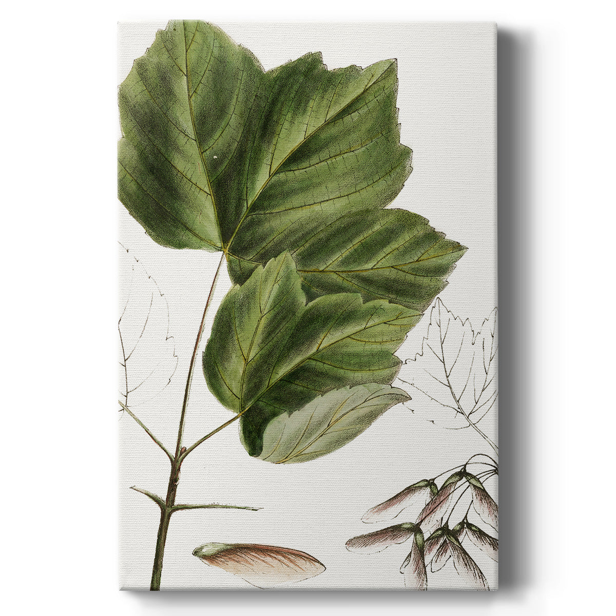 Drummond's Maple - Canvas Art Print