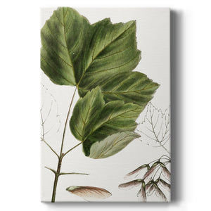 Drummond's Maple - Canvas Art Print
