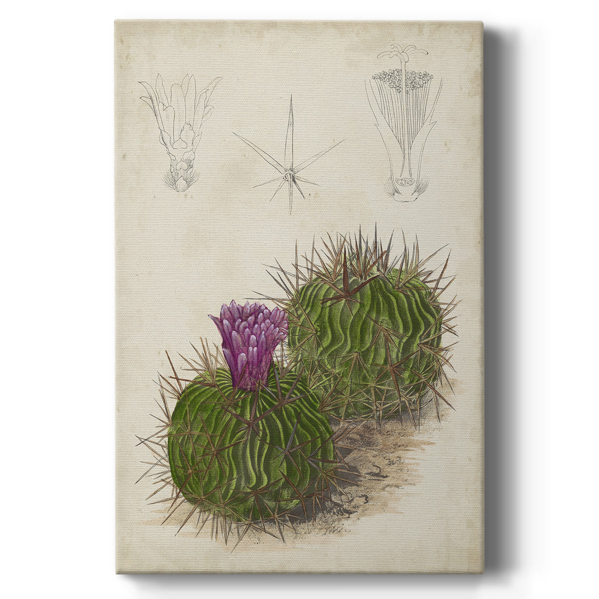 Antique Cactus II - Canvas Art Print
