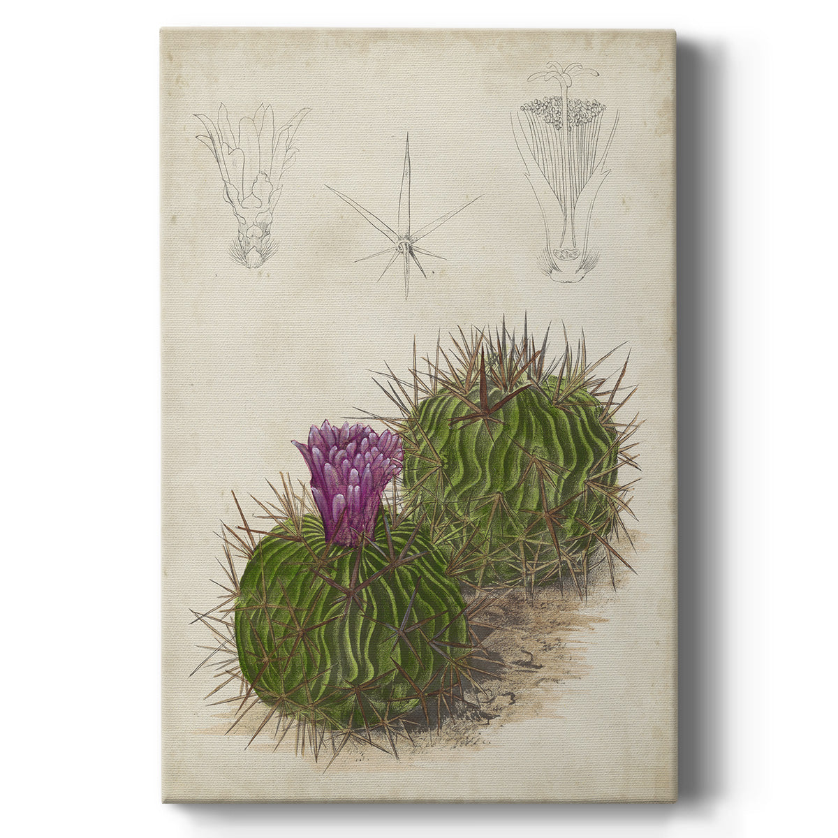 Antique Cactus II Premium Gallery Wrapped Canvas - Ready to Hang