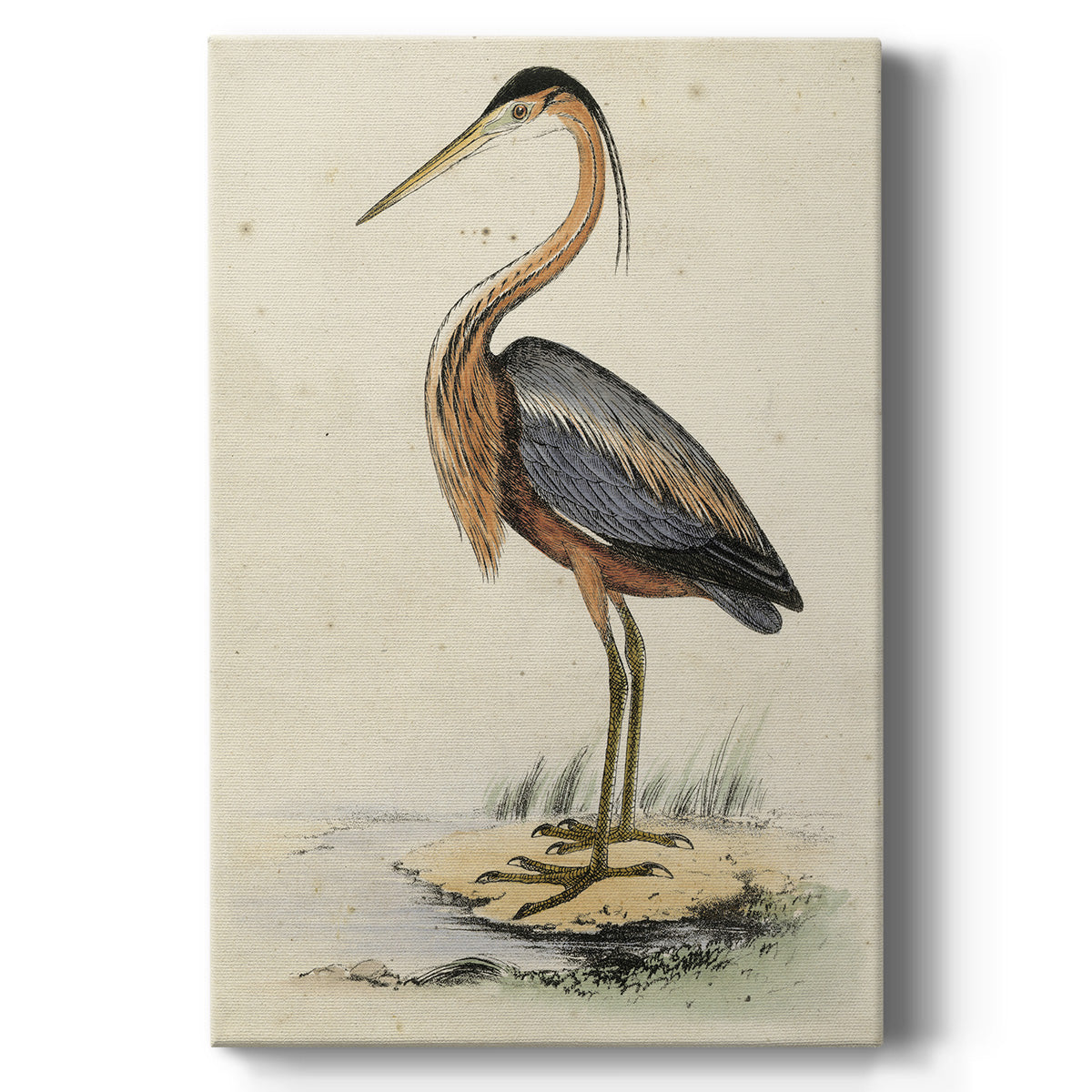 Antique Heron II - Canvas Art Print
