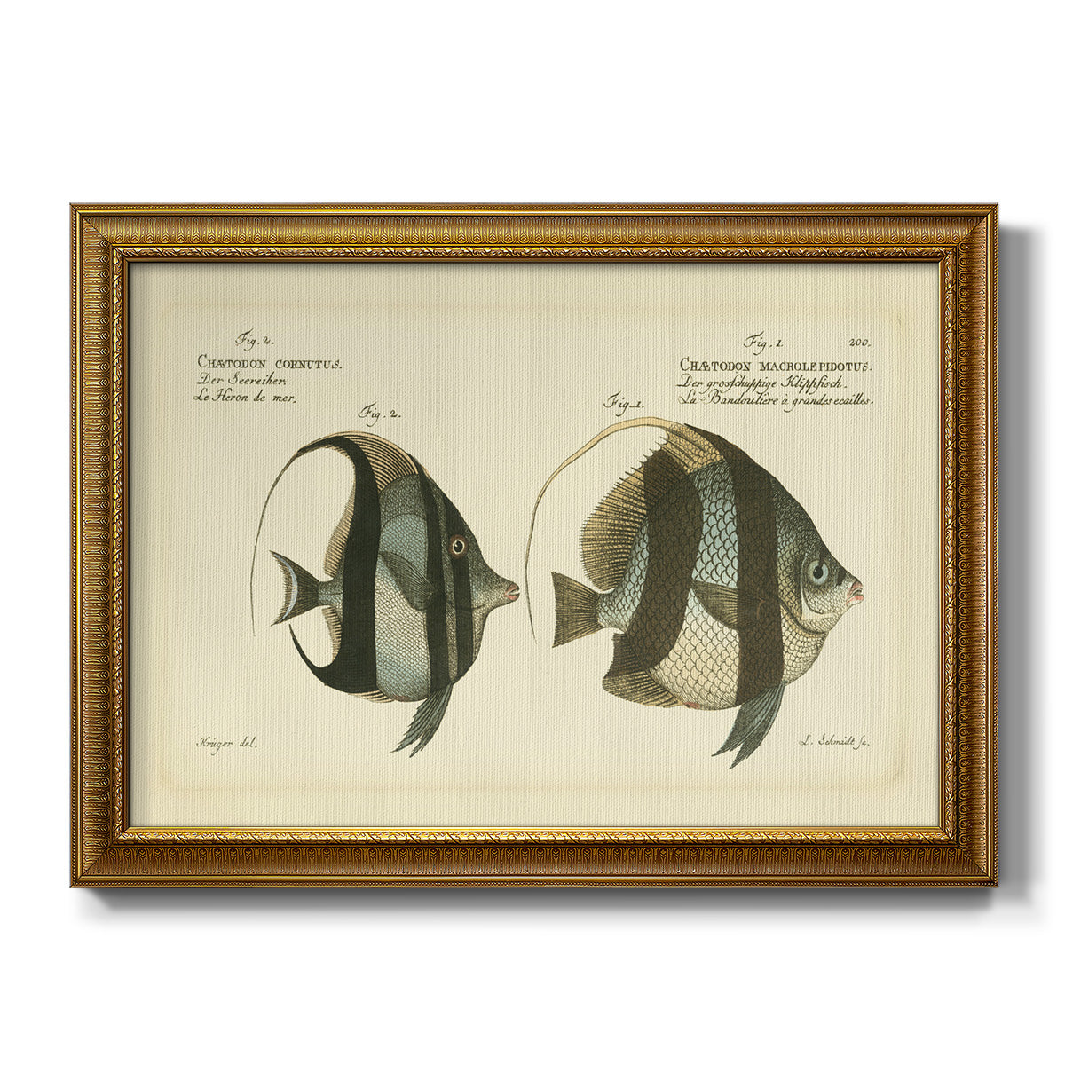 Bloch Antique Fish I - Ornate Framed Canvas Print
