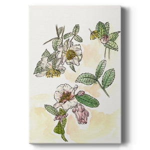 Camellia Study - Canvas Art Print