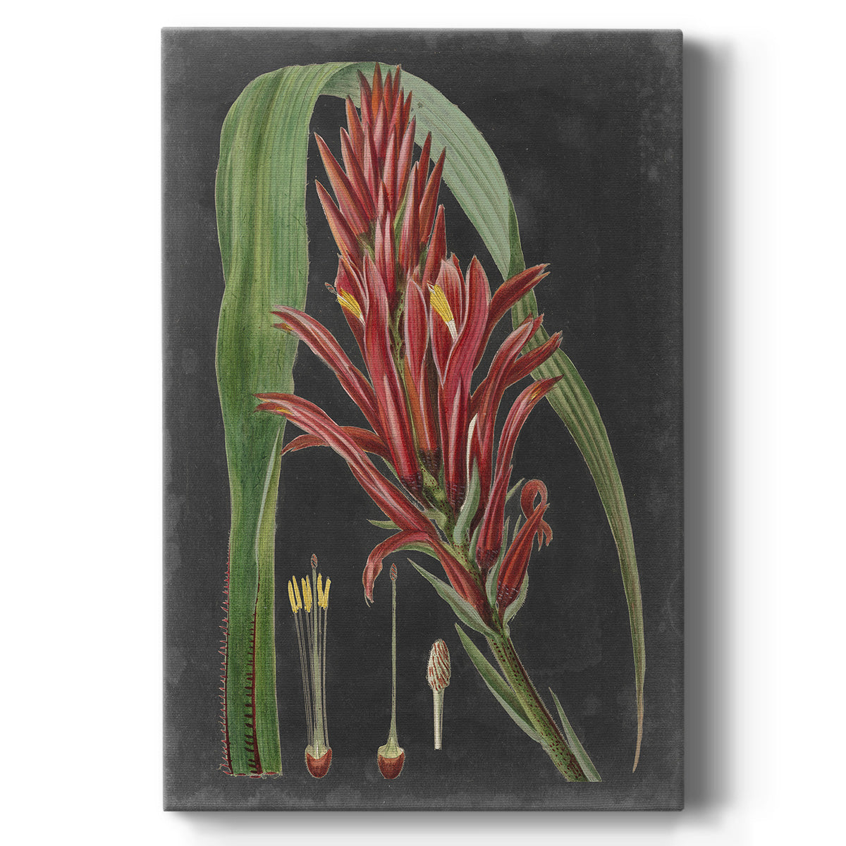 Dramatic Tropicals II - Canvas Art Print