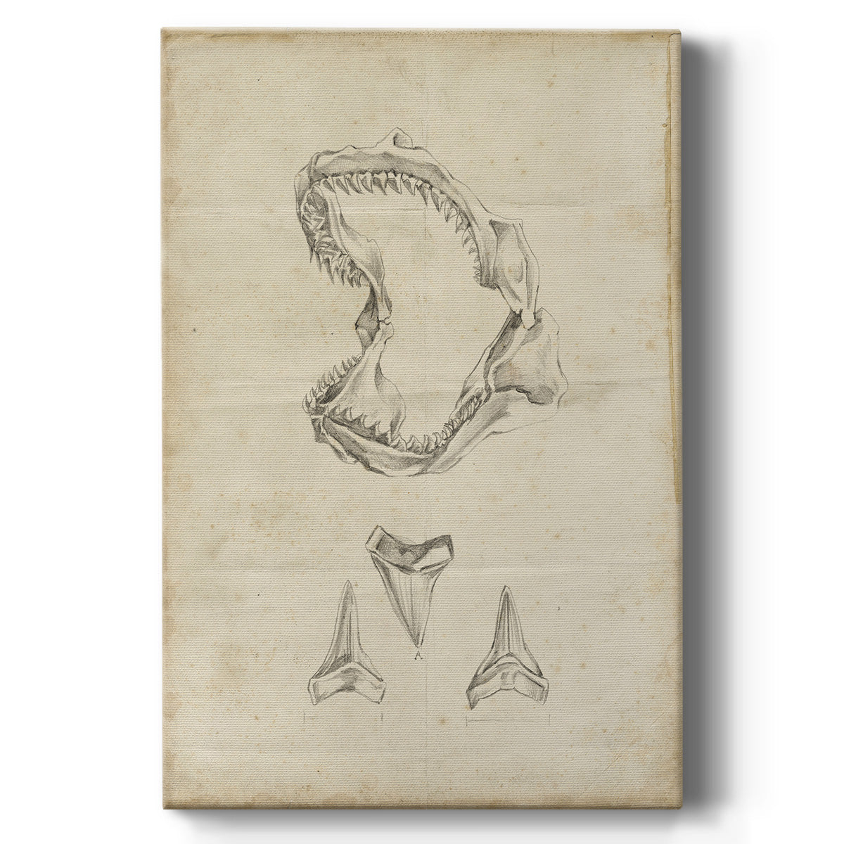 Shark Study II - Canvas Art Print