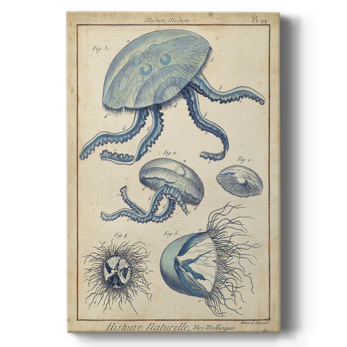 Lamarck Medusa II - Canvas Art Print