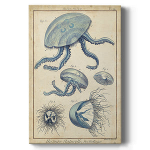 Lamarck Medusa II - Canvas Art Print