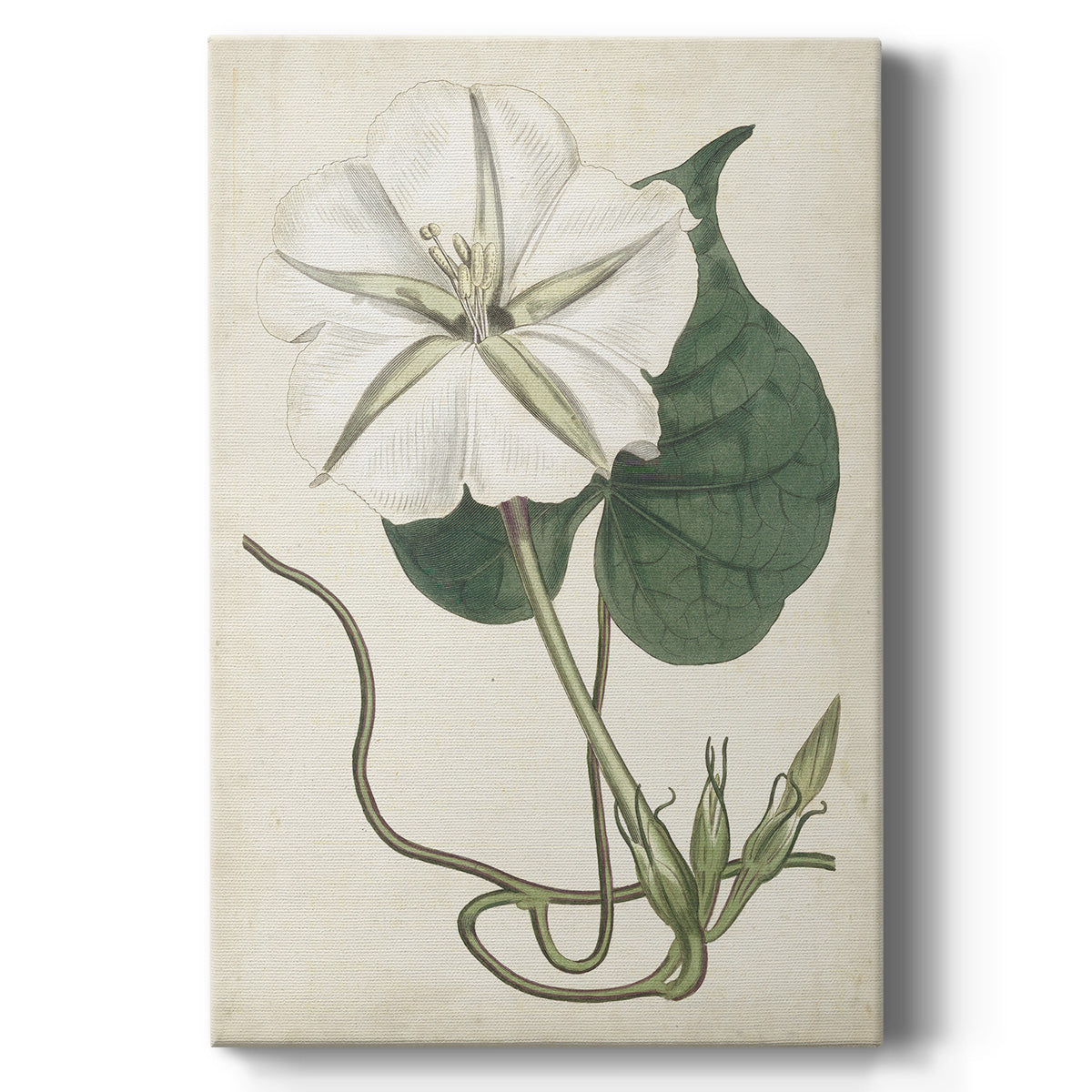 Ivory Garden III - Canvas Art Print