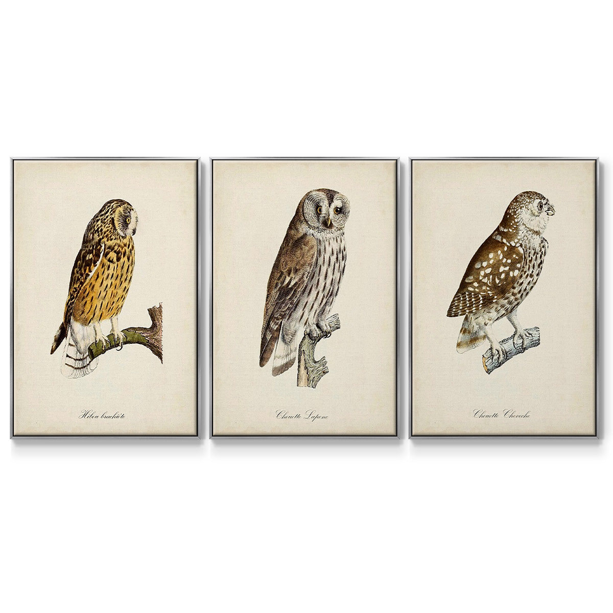 French Owls I - Framed Premium Gallery Wrapped Canvas L Frame 3 Piece Set - Ready to Hang