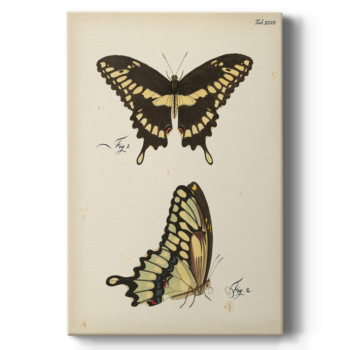 Butterfly Profile I - Canvas Art Print