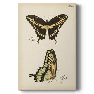 Butterfly Profile I - Canvas Art Print