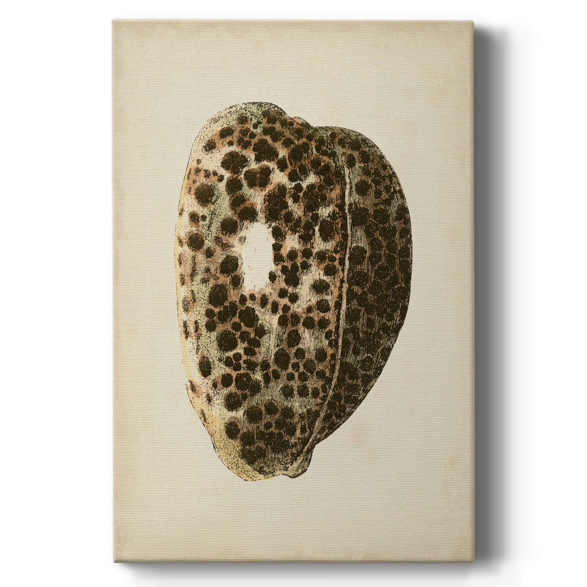 Sealife Collection III - Canvas Art Print