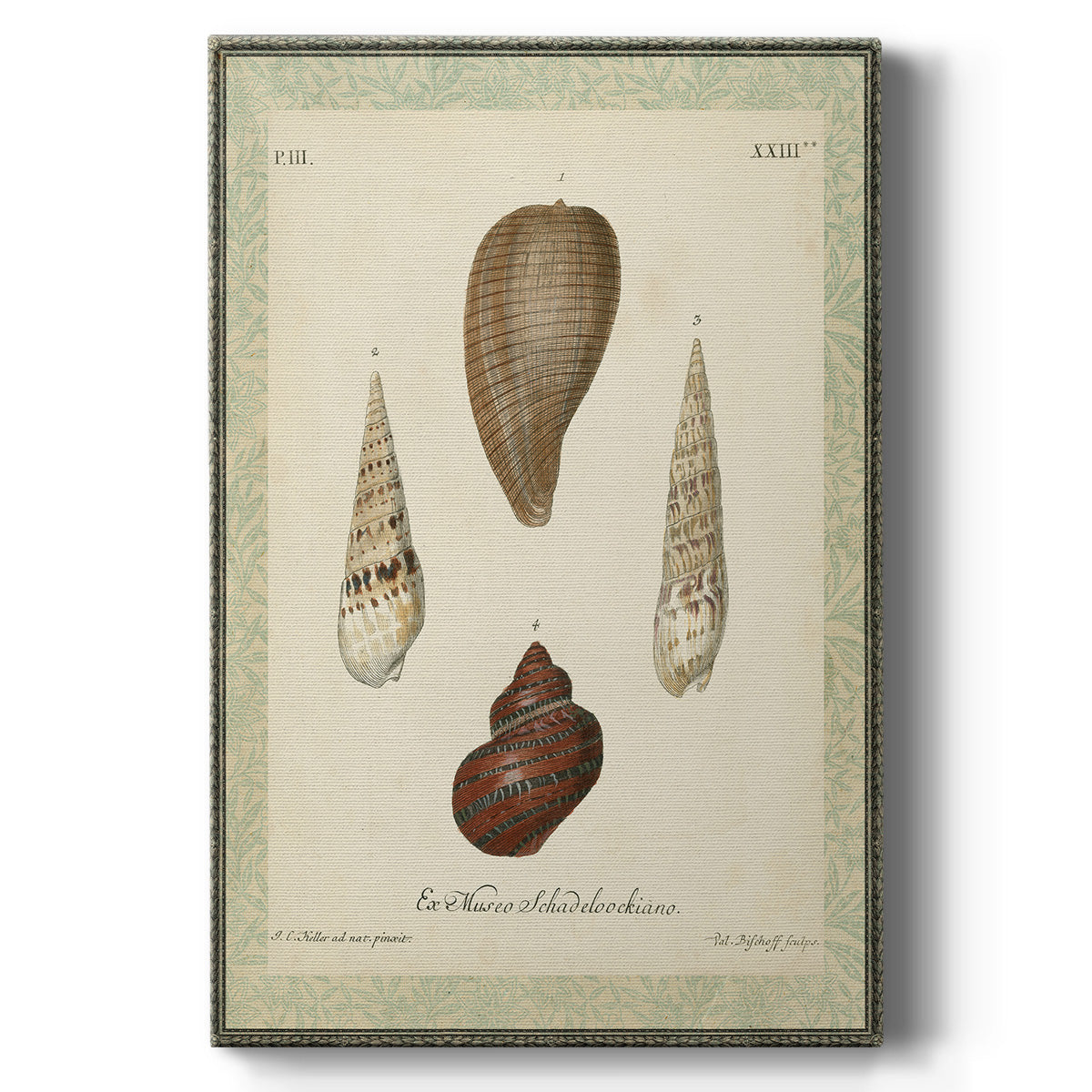 Bookplate Shells V - Canvas Art Print