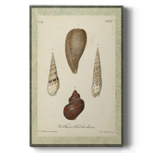 Bookplate Shells V Premium Gallery Wrapped Canvas - Ready to Hang