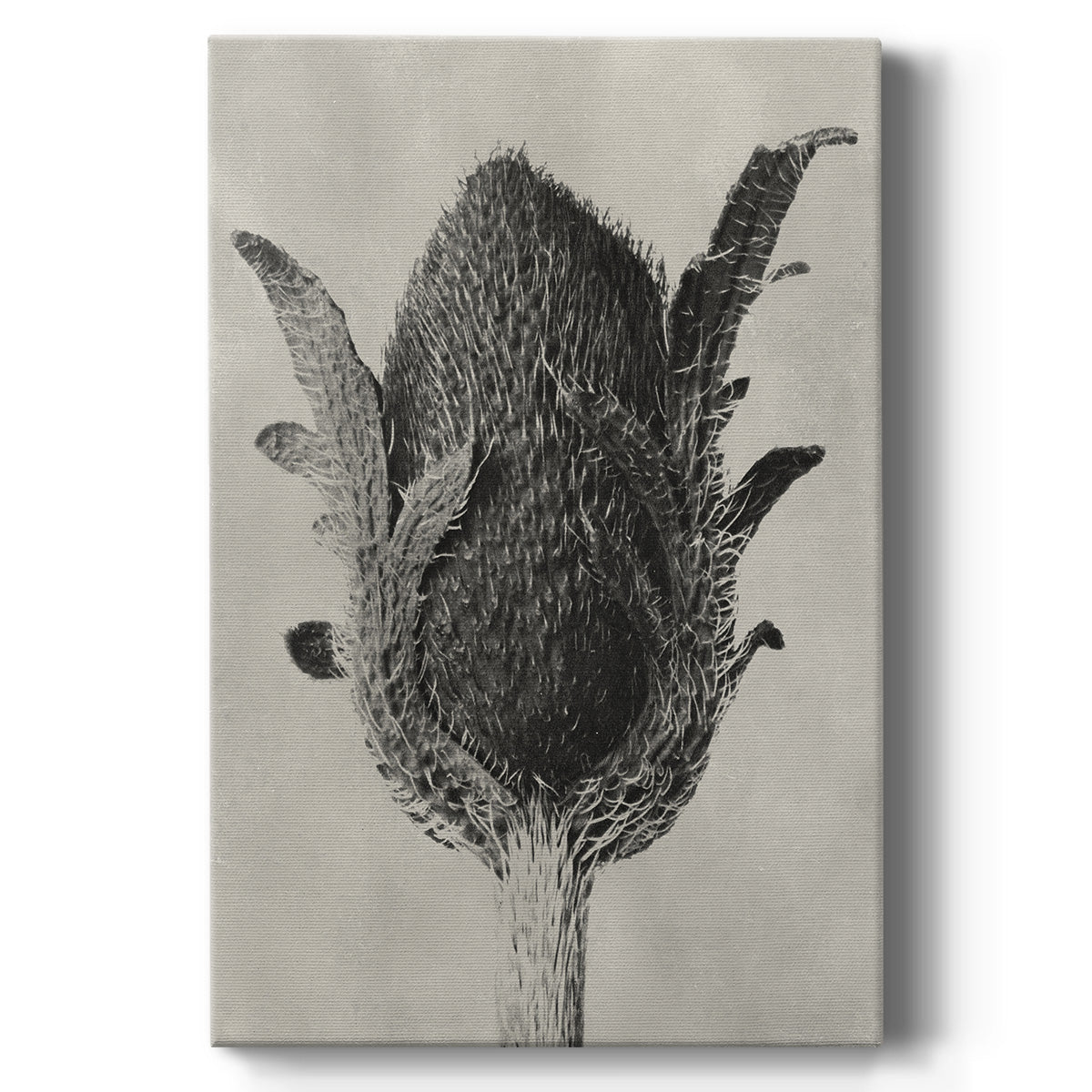 Blossfeldt Botanical VI - Canvas Art Print
