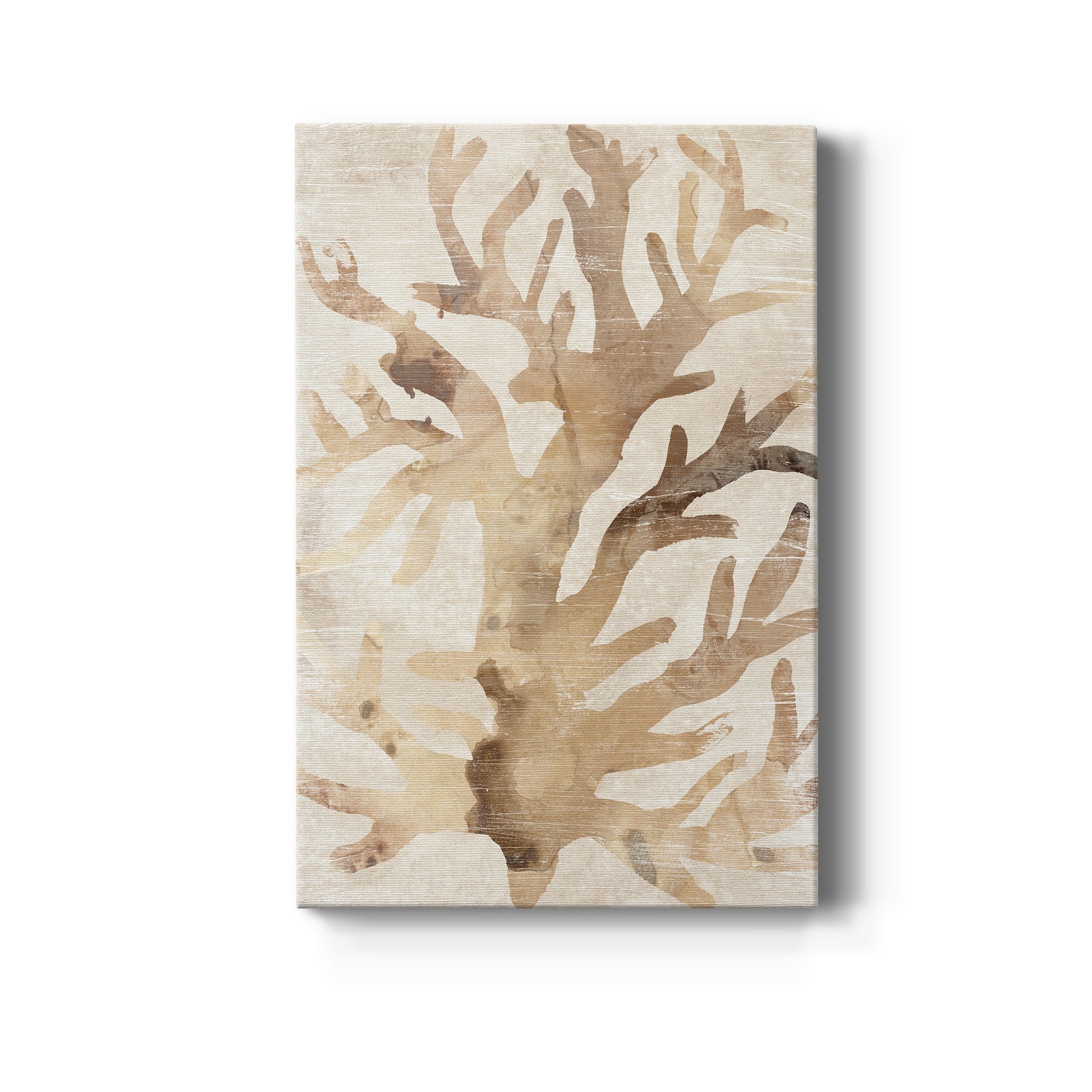 Parchment Coral III - Canvas Art Print