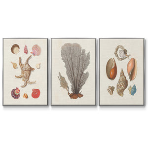 Knorr Shells & Coral I - Framed Premium Gallery Wrapped Canvas L Frame 3 Piece Set - Ready to Hang