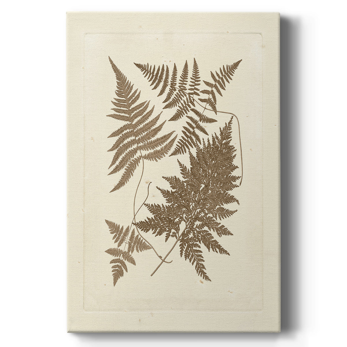 Sepia Ferns VI - Canvas Art Print