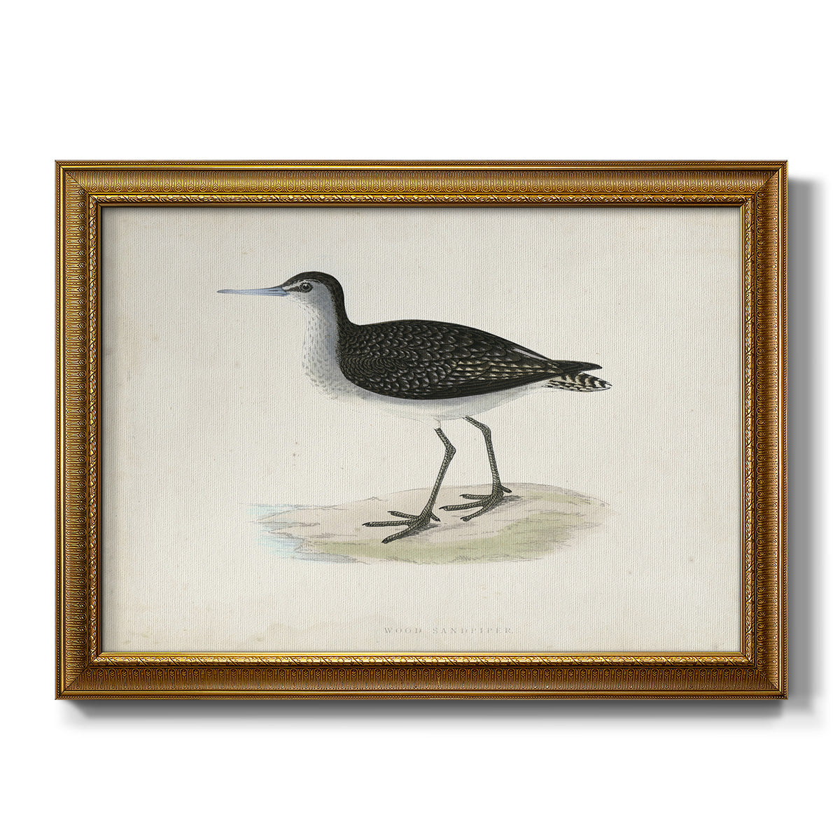 Morris Sandpipers VIII - Ornate Framed Canvas Print